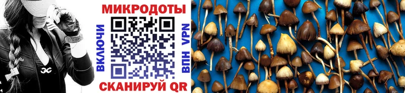купить наркотик  Чулым  Псилоцибиновые грибы Psilocybine cubensis 